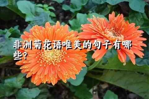 非洲菊花语唯美的句子有哪些？