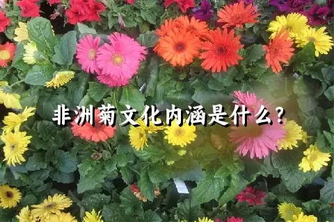 非洲菊文化内涵是什么？