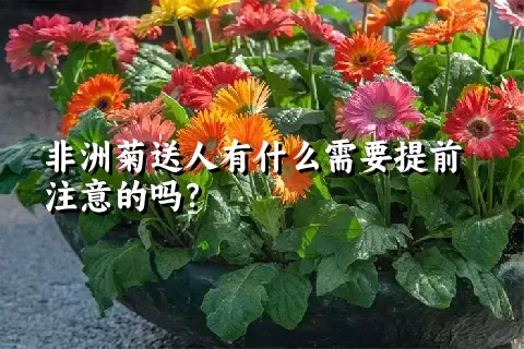 非洲菊送人有什么需要提前注意的吗？