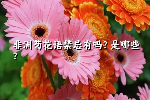 非洲菊花语禁忌有吗？是哪些？