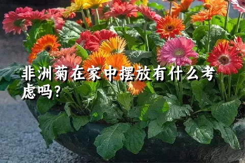 非洲菊在家中摆放有什么考虑吗？