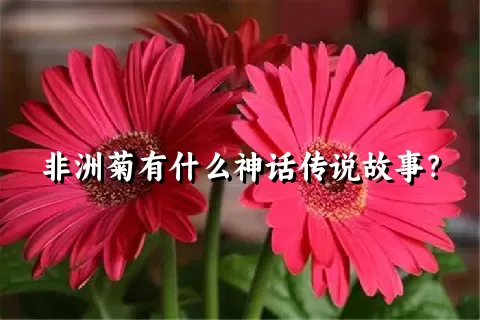 非洲菊有什么神话传说故事？