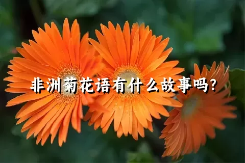 非洲菊花语有什么故事吗？