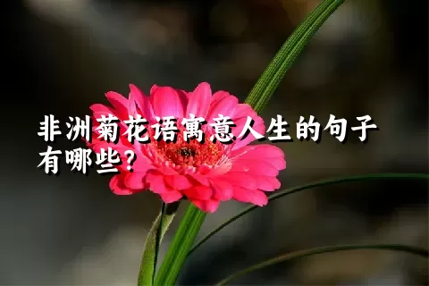 非洲菊花语寓意人生的句子有哪些？