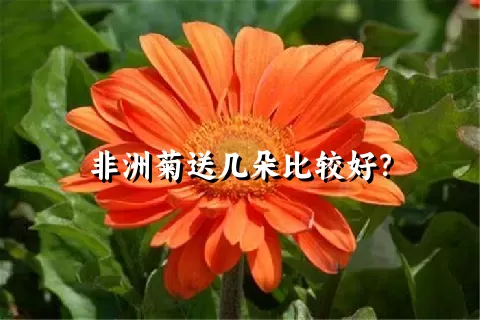 非洲菊送几朵比较好？