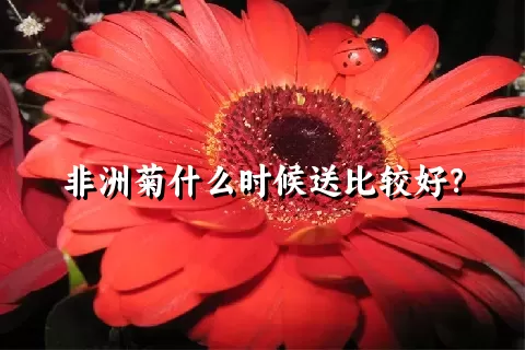 非洲菊什么时候送比较好？