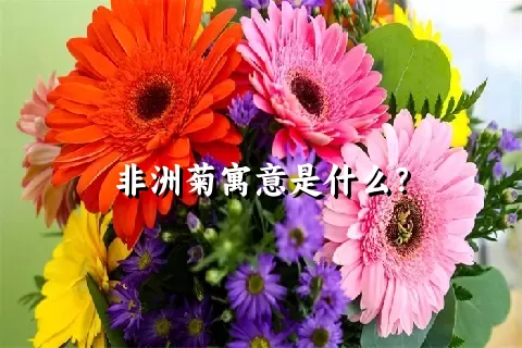 非洲菊寓意是什么？