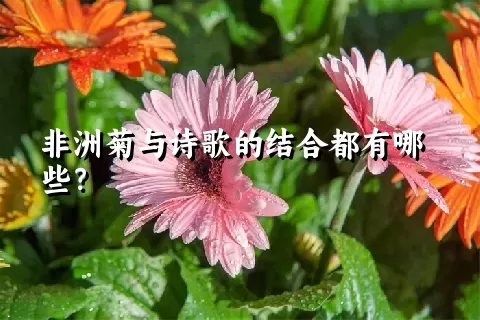 非洲菊与诗歌的结合都有哪些？