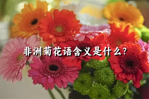 非洲菊花语含义是什么？