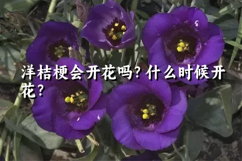 洋桔梗会开花吗？什么时候开花？