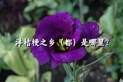 洋桔梗之乡（都）是哪里？