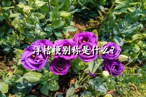 洋桔梗别称是什么？