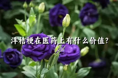 洋桔梗在医药上有什么价值？