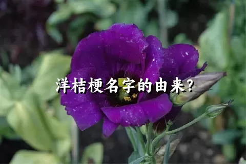 洋桔梗名字的由来？