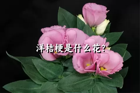 洋桔梗是什么花？