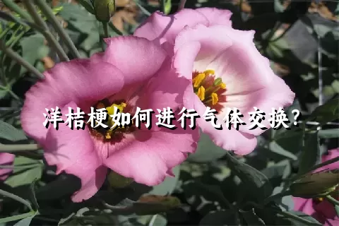 洋桔梗如何进行气体交换？