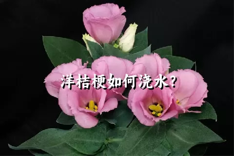 洋桔梗如何浇水？