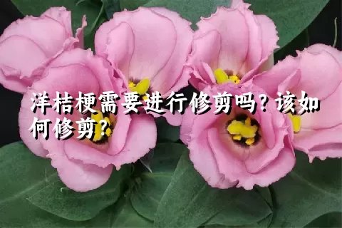 洋桔梗需要进行修剪吗？该如何修剪？