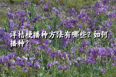 洋桔梗播种方法有哪些？如何播种？