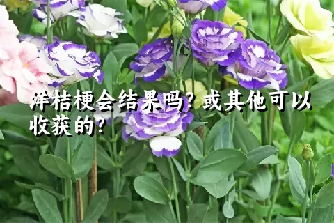 洋桔梗会结果吗？或其他可以收获的？