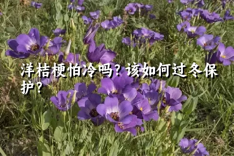 洋桔梗怕冷吗？该如何过冬保护？