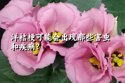 洋桔梗可能会出现那些害虫和疾病？