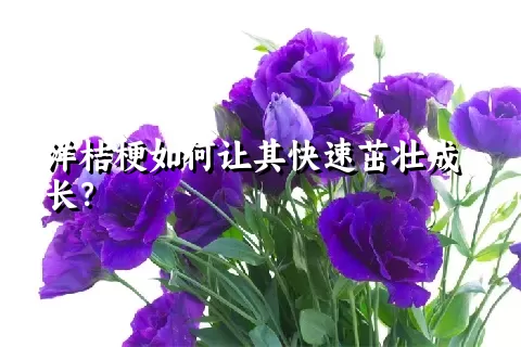 洋桔梗如何让其快速茁壮成长？