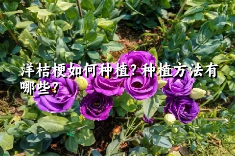 洋桔梗如何种植？种植方法有哪些？