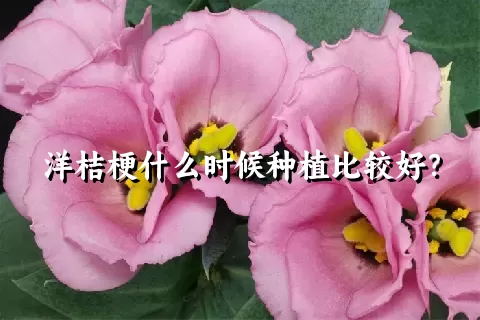 洋桔梗什么时候种植比较好？