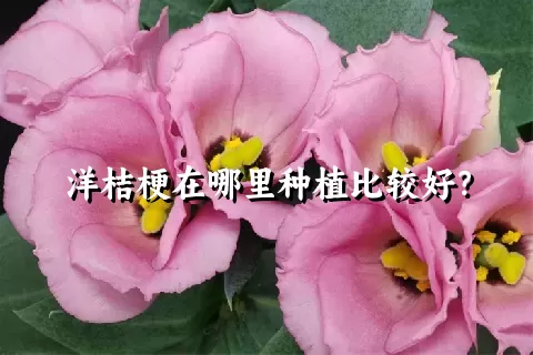 洋桔梗在哪里种植比较好？