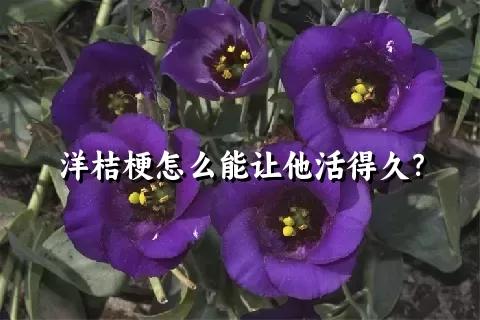 洋桔梗怎么能让他活得久？