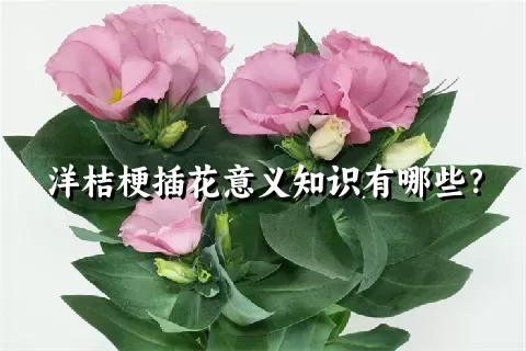 洋桔梗插花意义知识有哪些？