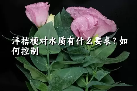 洋桔梗对水质有什么要求？如何控制