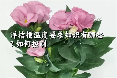 洋桔梗温度要求知识有哪些？如何控制