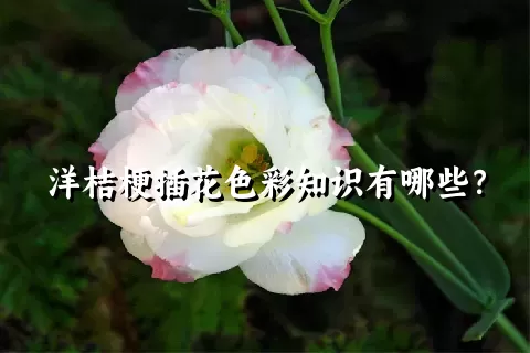 洋桔梗插花色彩知识有哪些？