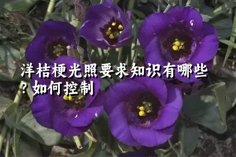 洋桔梗光照要求知识有哪些？如何控制