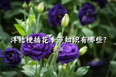 洋桔梗插花季节知识有哪些？