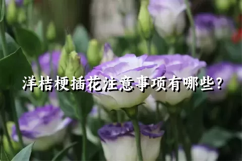 洋桔梗插花注意事项有哪些？