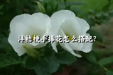 洋桔梗手捧花怎么搭配？