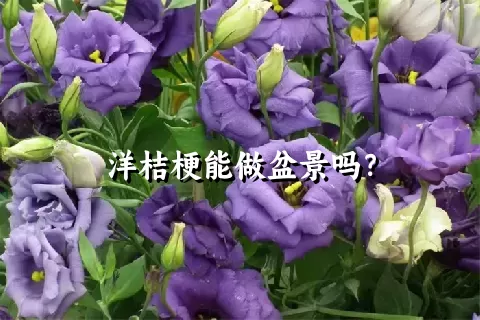 洋桔梗能做盆景吗？