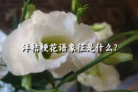 洋桔梗花语象征是什么？