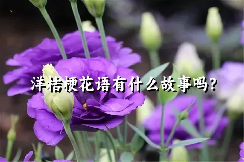 洋桔梗花语有什么故事吗？