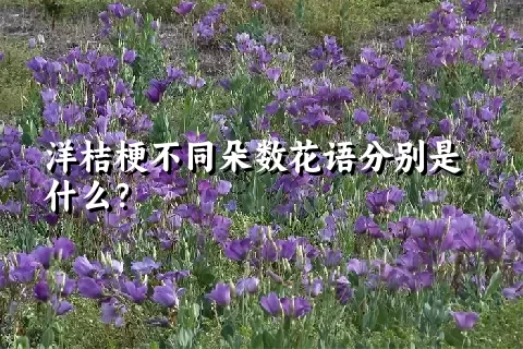 洋桔梗不同朵数花语分别是什么？