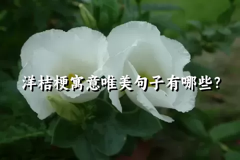 洋桔梗寓意唯美句子有哪些？