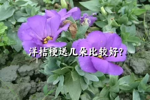 洋桔梗送几朵比较好？