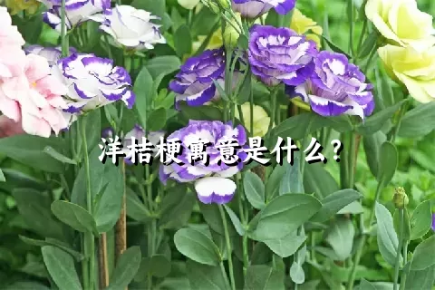 洋桔梗寓意是什么？