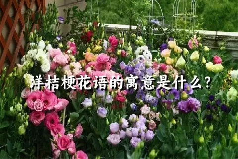 洋桔梗花语的寓意是什么？