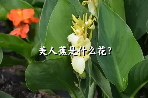 美人蕉是什么花？