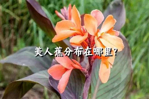 美人蕉分布在哪里?