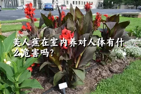 美人蕉在室内养对人体有什么危害吗？